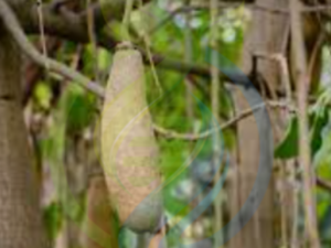 Sausage fruit Tree Seedlings