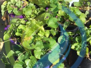 Sweet Violet Plants