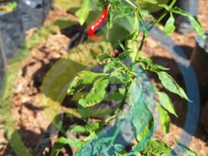 Cayenne Chilli Pepper plant Special
