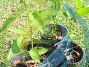Cayenne Chilli Pepper plant