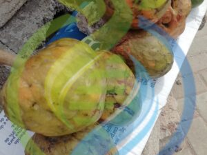 Mozambique Custard Apple Seeds