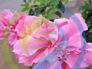Double Leaf Pink Hibiscus plant
