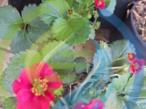Strawberry Summer Breeze