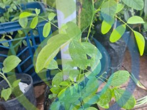 Butterfly Pea – Seedlings