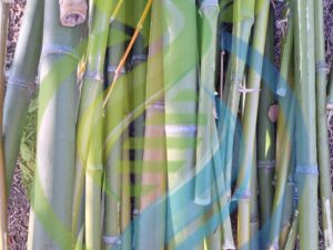 Bamboo cuttings