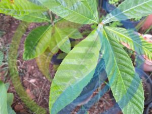Loquat Tree