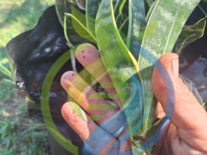 Snake Plant