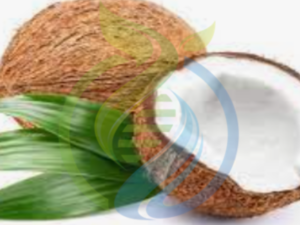 Dwarf Coconut tree