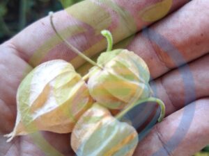 Gooseberry Seed