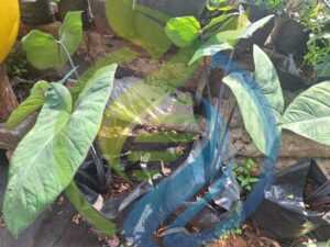Purple Taro plant