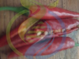 Serano chilli seed