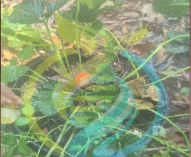 Wild Strawberry plant