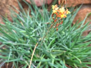 Bulbine Frutescens Orange Plant