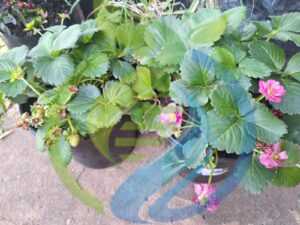 Tristan Strawberry Plant