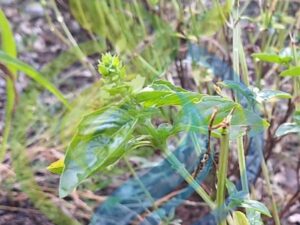 Basil Genovese Seed