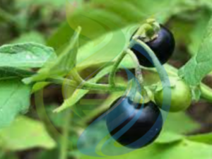 Black Nightshade Berry Plant