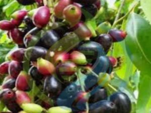 Java Plum Tree