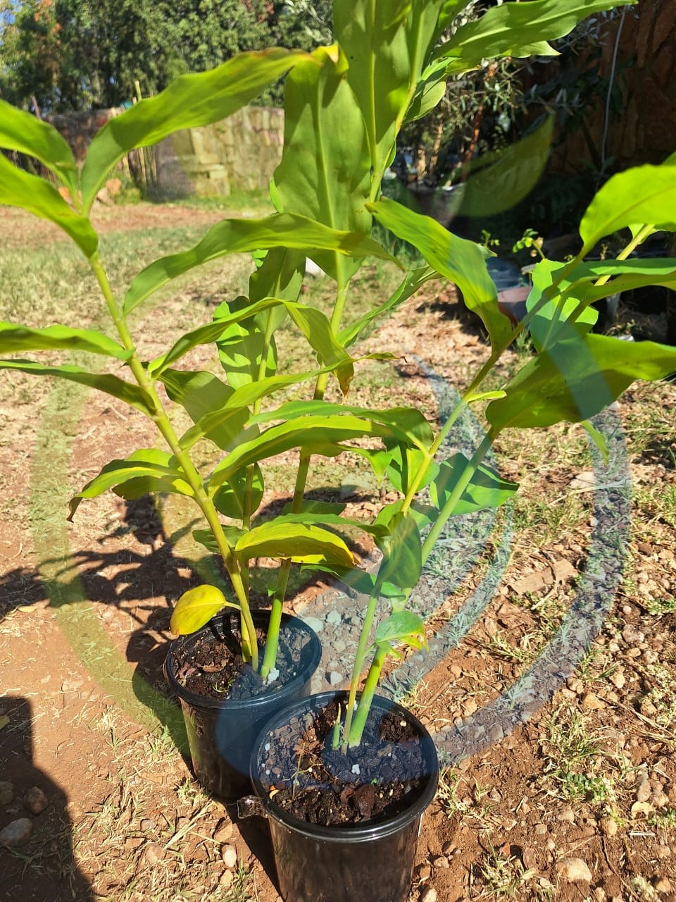 Shampoo Ginger Spectabile plant - Image 2