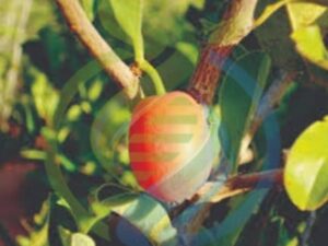 Nhengeni Fruit seedling