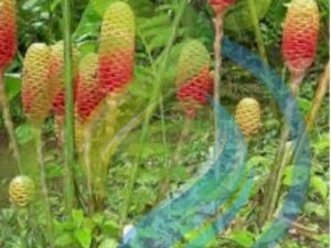 Shampoo Ginger Spectabile plant