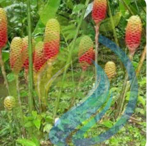 Shampoo Ginger Spectabile plant