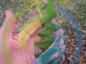 Fishbone Plant cutting