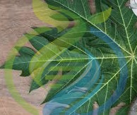 Papaya leaves Dried