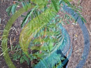 Paperbark Thorn Tree
