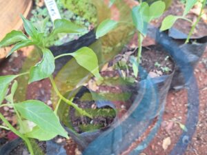Rajah Chilli Seedling