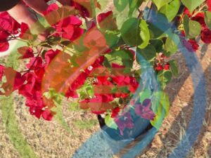 Bougainvillea Plant Red