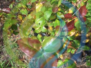 Surinam Cherry Plant