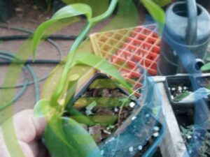 Vanilla Vine Small