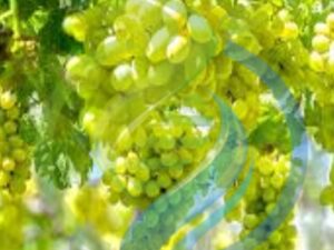 White Crystal Grape Vine