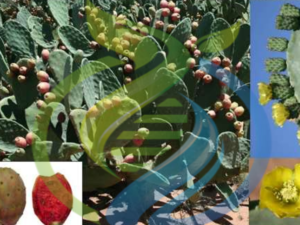 Sicilian indian Fig Prickly pear leaf