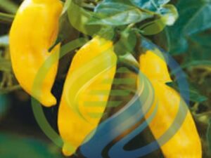 Aji Lemon Chilli seed