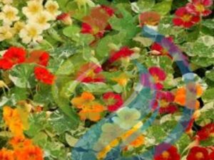 Alaska Nasturtium Mixed colour seeds