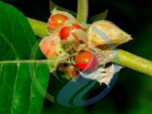 Ashwanganda Plant