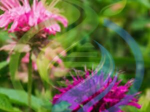 Bergamot Herb Plant