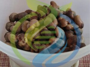 Cashew Nut seeds