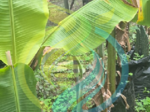 lady Fingers banana plant