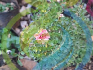 Miniature Rose Tree