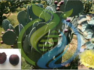 Montery Prickly Pear Leaf