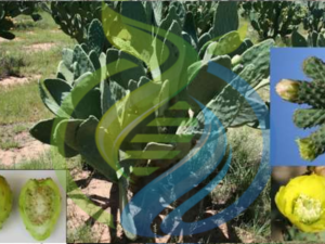 Muscatel Prickly Pear Leaf