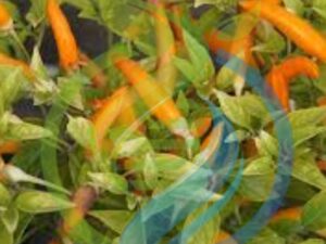 Thai Orange Chilli seed