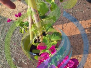 Bougainvillea pink plant