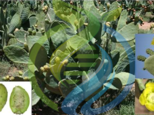 Postmasburg Prickly Pear leaf