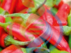 Red Serenade Chilli seed