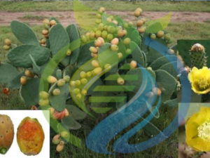 Robusta x Castillo Prickly Pear Leaf