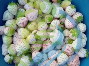 Pineberry Plant