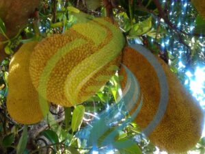 Jackfruit Whole Fresh